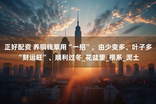 正好配资 养铜钱草用“一招”，由少变多、叶子多“财运旺”、顺利过冬_花盆里_根系_泥土